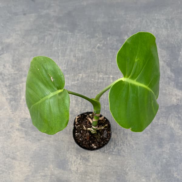 モンステラ:実生根上がり仕立て 3号ポット