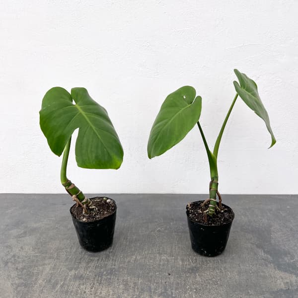 モンステラ:実生根上がり仕立て 3号ポット