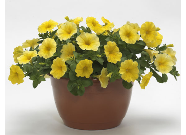 ペトコア（ペチュニアとカリブラコアの交配種）：カリバースト イエロー3.5号ポット