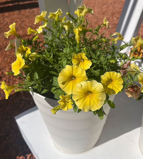 ペトコア（ペチュニアとカリブラコアの交配種）：カリバースト イエロー3.5号ポット