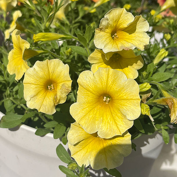 ペトコア（ペチュニアとカリブラコアの交配種）：カリバースト イエロー3.5号ポット