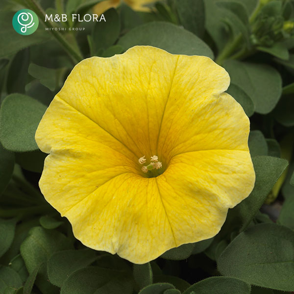 ペトコア（ペチュニアとカリブラコアの交配種）：カリバースト イエロー3.5号ポット