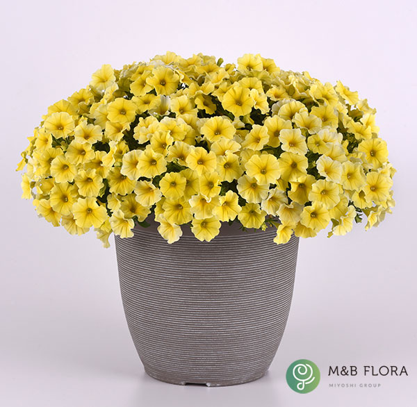 ペトコア（ペチュニアとカリブラコアの交配種）：カリバースト イエロー3.5号ポット