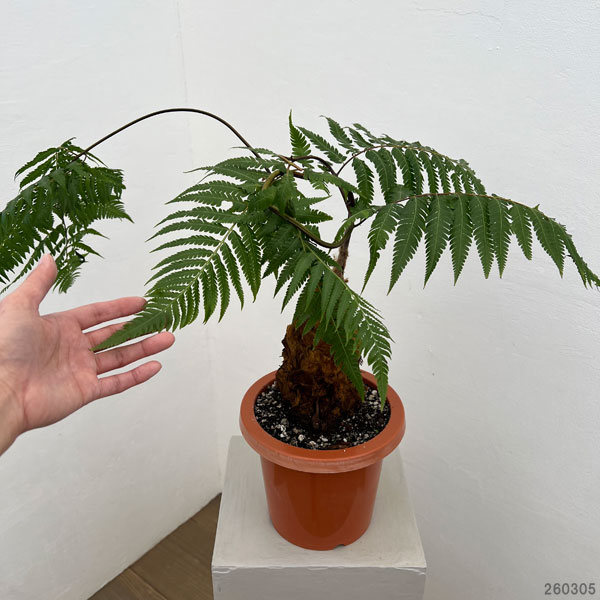 タカワラビ：キンモウコウ　セレクト　6号鉢植え