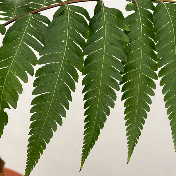 タカワラビ：キンモウコウ　セレクト　6号鉢植え