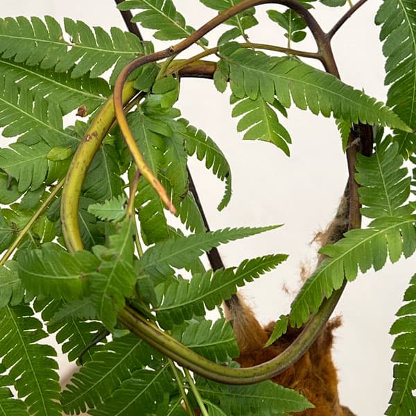 タカワラビ：キンモウコウ　セレクト　6号鉢植え