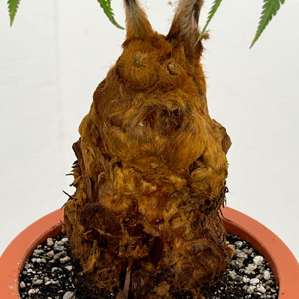 タカワラビ：キンモウコウ　セレクト　6号鉢植え