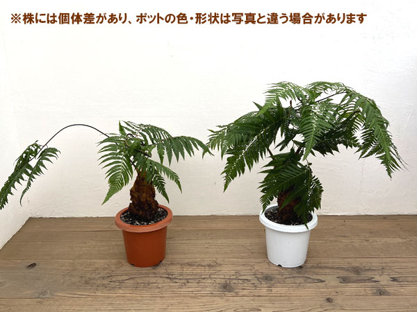 タカワラビ：キンモウコウ　セレクト　6号鉢植え
