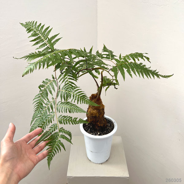 タカワラビ：キンモウコウ　セレクト　5号鉢植え