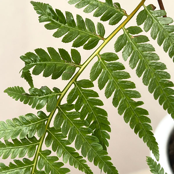 タカワラビ：キンモウコウ　セレクト　5号鉢植え