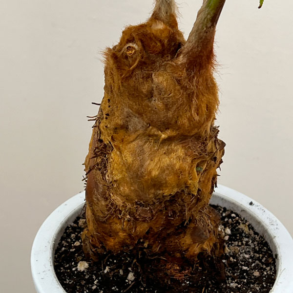 タカワラビ：キンモウコウ　セレクト　5号鉢植え