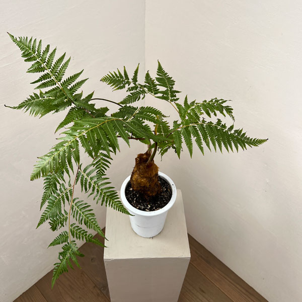 タカワラビ：キンモウコウ　セレクト　5号鉢植え