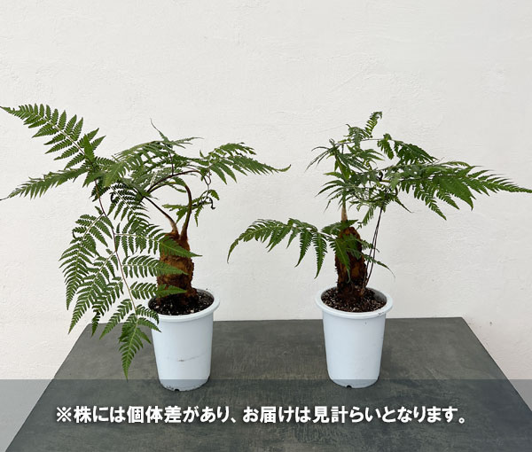 タカワラビ：キンモウコウ　セレクト　5号鉢植え