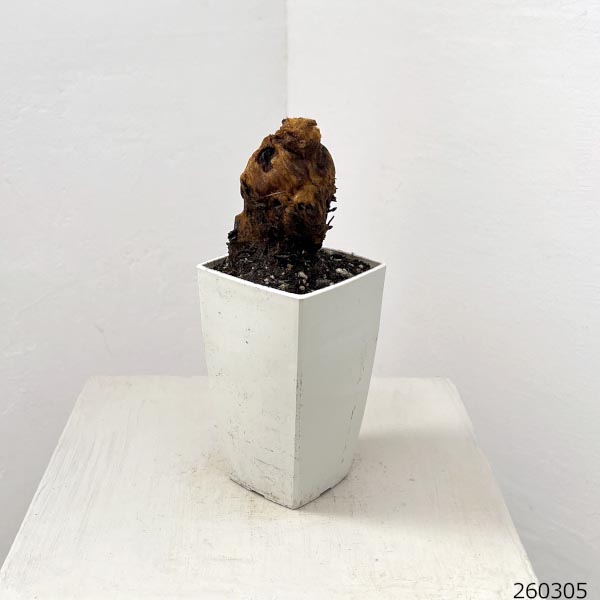 タカワラビ：キンモウコウ　セレクト　3号鉢植え