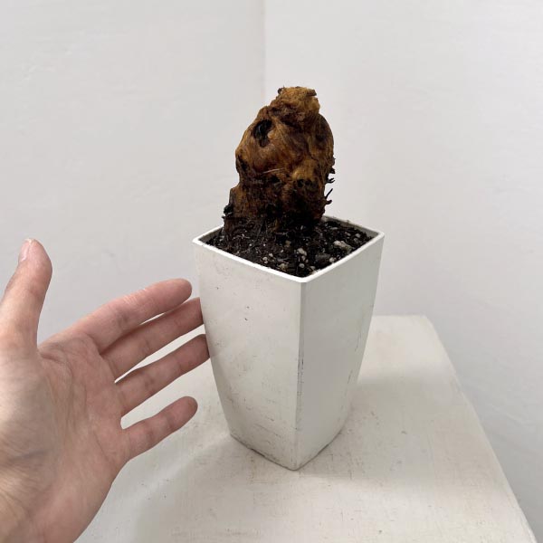 タカワラビ：キンモウコウ　セレクト　3号鉢植え