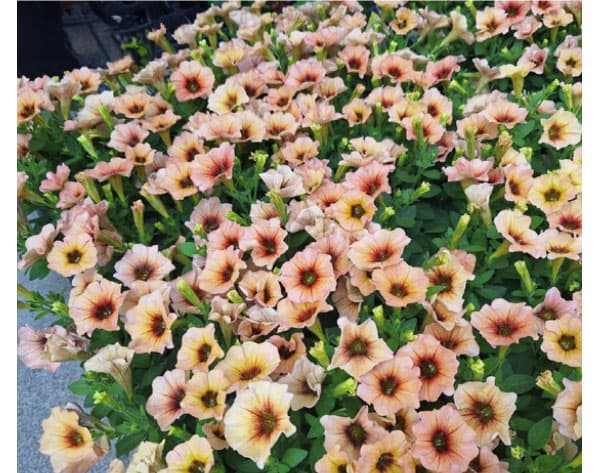 ペトコア（ペチュニアとカリブラコアの交配種）：カリバースト ネクタリン3.5号ポット