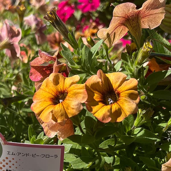 ペトコア（ペチュニアとカリブラコアの交配種）：カリバースト ネクタリン3.5号ポット