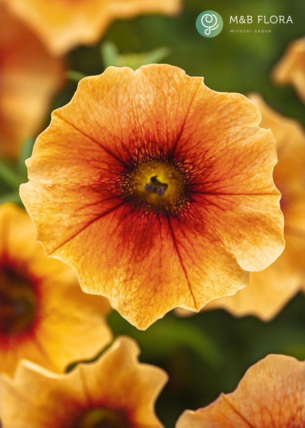 ペトコア（ペチュニアとカリブラコアの交配種）：カリバースト ネクタリン3.5号ポット