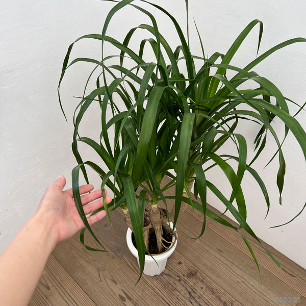 ドラセナ：パラオ　7号鉢植え26-01