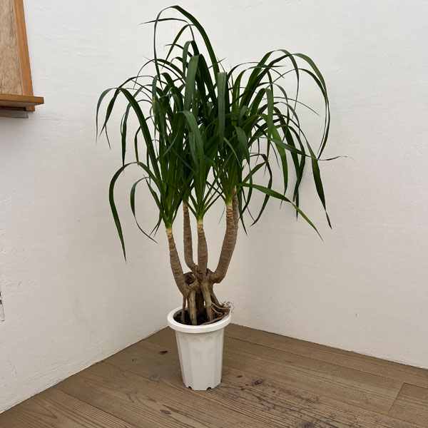 ドラセナ：パラオ　7号鉢植え26-01
