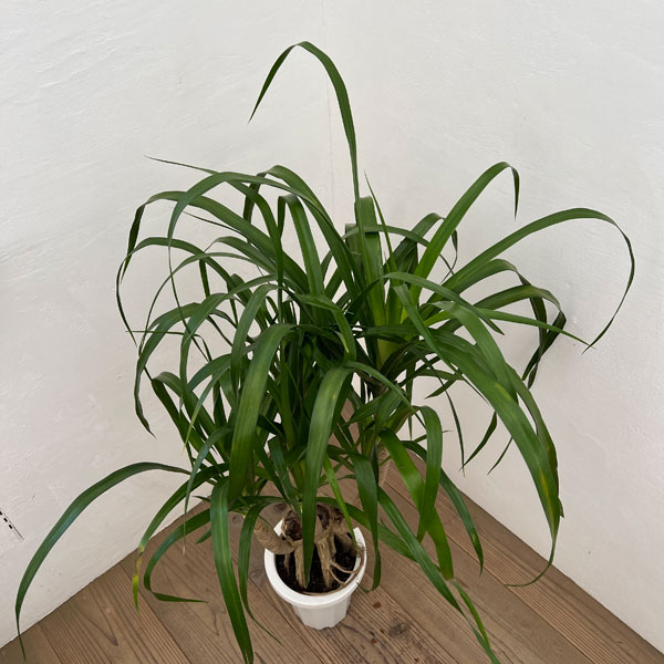 ドラセナ：パラオ　7号鉢植え26-01