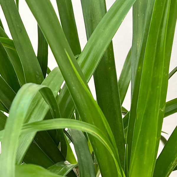 ドラセナ：パラオ　7号鉢植え26-01