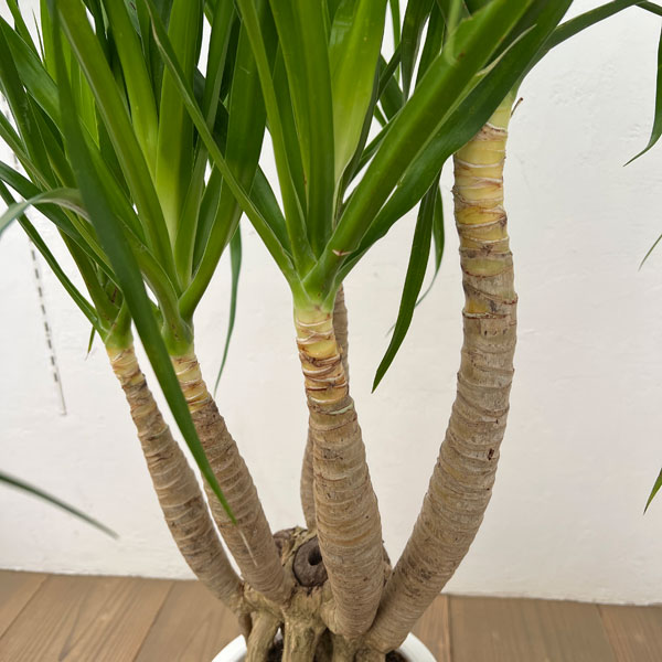 ドラセナ：パラオ　7号鉢植え26-01