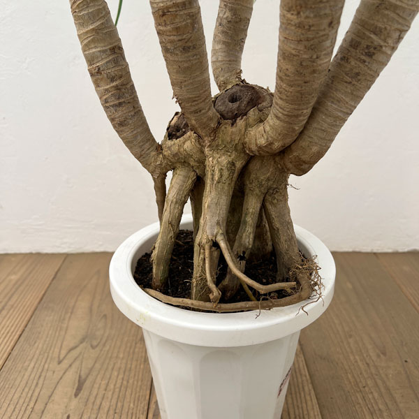 ドラセナ：パラオ　7号鉢植え26-01