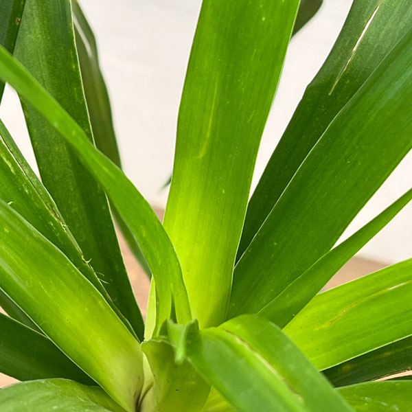 ドラセナ：パラオ　7号鉢植え26-01