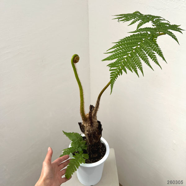 ヘゴ　6号鉢植え26-01