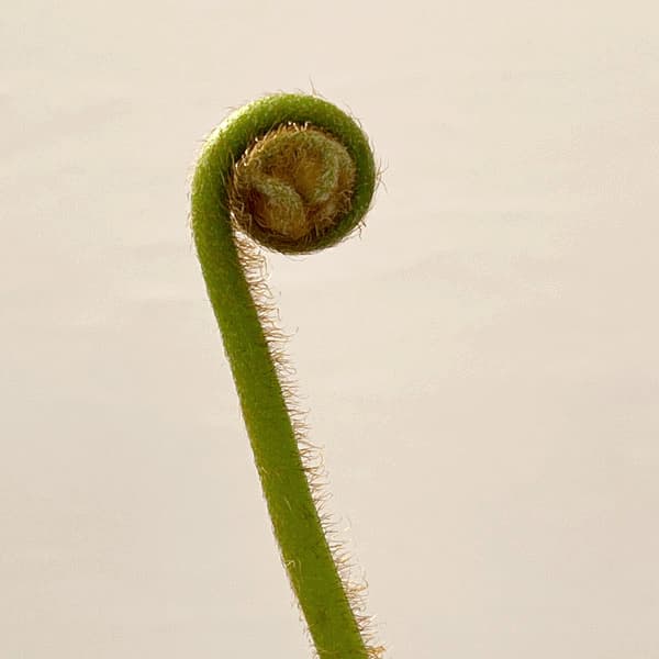 ヘゴ　6号鉢植え26-01