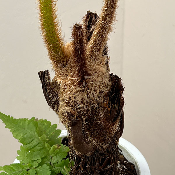 ヘゴ　6号鉢植え26-01