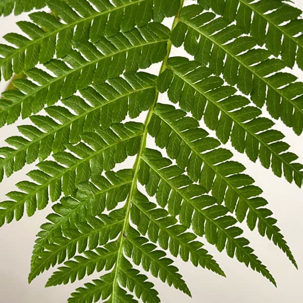 ヘゴ　6号鉢植え26-01