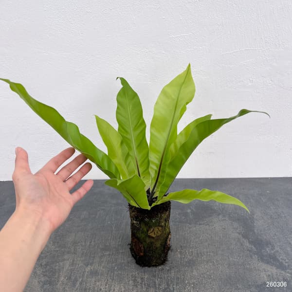 アスプレニウム:オオタニワタリ ヘゴ鉢仕立て 4号