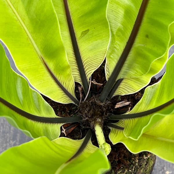 アスプレニウム:オオタニワタリ ヘゴ鉢仕立て 4号