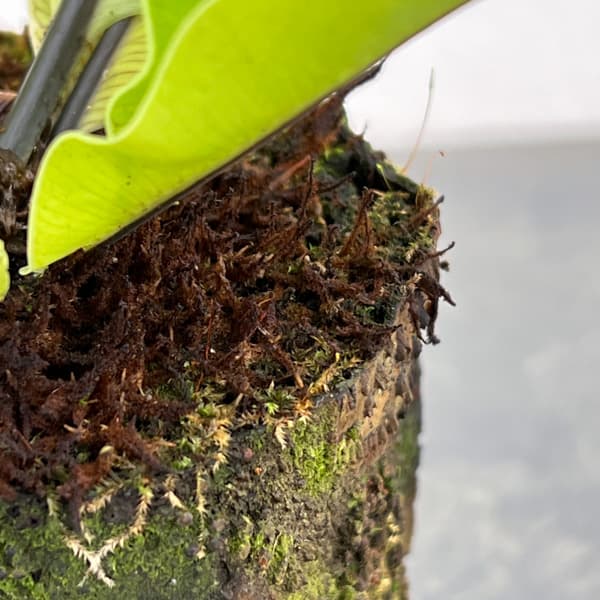 アスプレニウム:オオタニワタリ ヘゴ鉢仕立て 4号