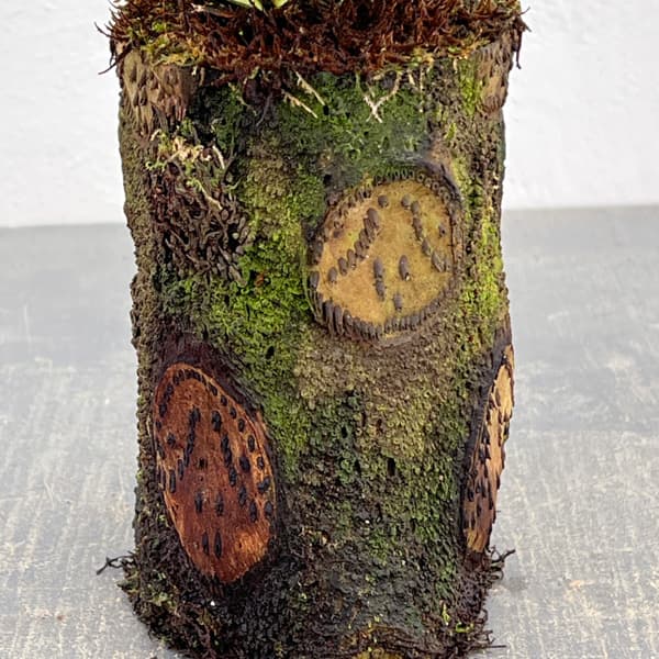 アスプレニウム:オオタニワタリ ヘゴ鉢仕立て 4号