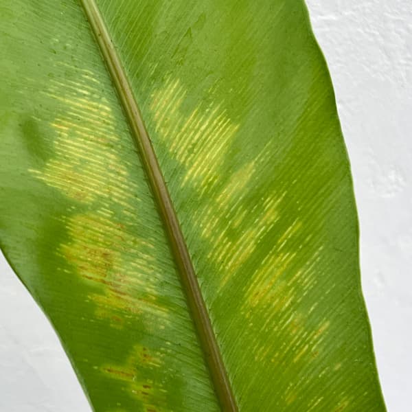 アスプレニウム:オオタニワタリ ヘゴ鉢仕立て 4号