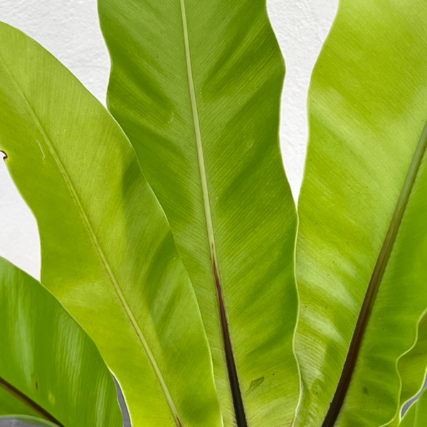 アスプレニウム:オオタニワタリ ヘゴ鉢仕立て 4号