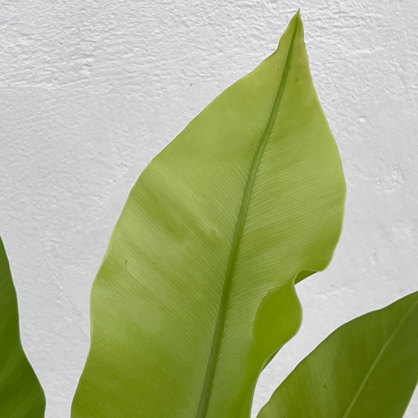 アスプレニウム:オオタニワタリ ヘゴ鉢仕立て 4号