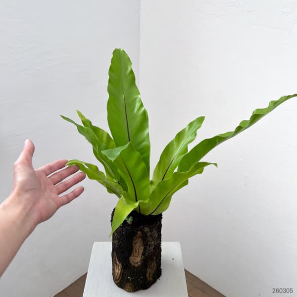 アスプレニウム:オオタニワタリ ヘゴ鉢仕立て 6号