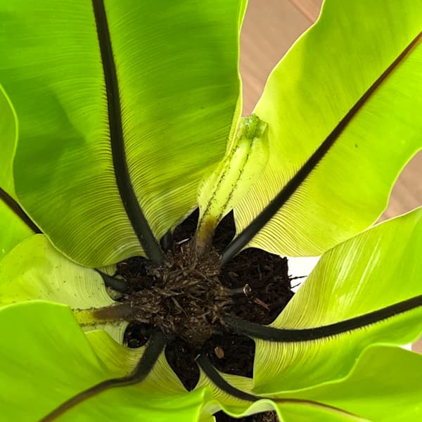 アスプレニウム:オオタニワタリ ヘゴ鉢仕立て 6号