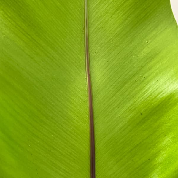 アスプレニウム:オオタニワタリ ヘゴ鉢仕立て 6号