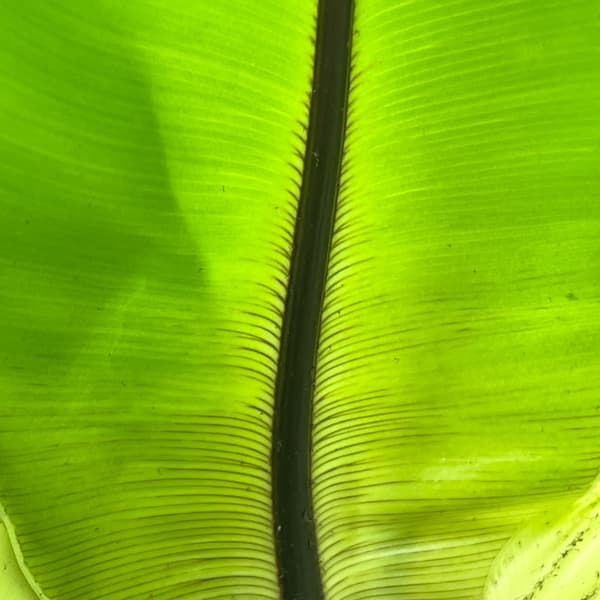 アスプレニウム:オオタニワタリ ヘゴ鉢仕立て 6号