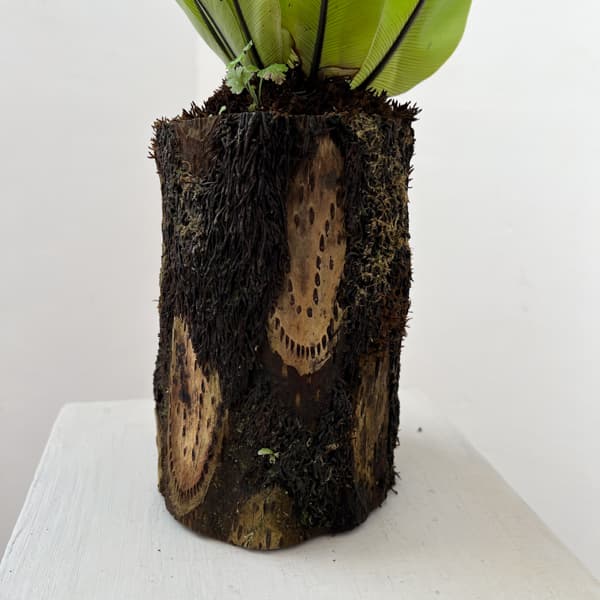 アスプレニウム:オオタニワタリ ヘゴ鉢仕立て 6号