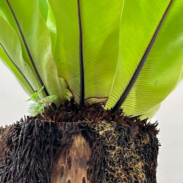 アスプレニウム:オオタニワタリ ヘゴ鉢仕立て 6号