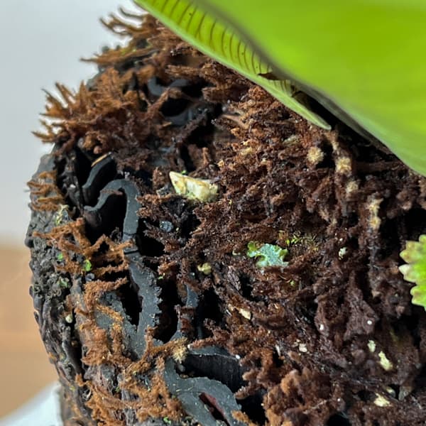 アスプレニウム:オオタニワタリ ヘゴ鉢仕立て 6号