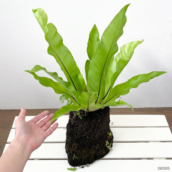 アスプレニウム:オオタニワタリ ヘゴ鉢仕立て 26-01(8号程度のサイズ)