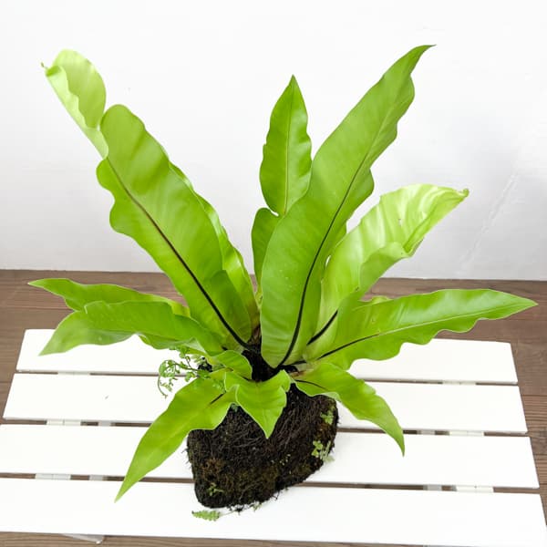 アスプレニウム:オオタニワタリ ヘゴ鉢仕立て 26-01(8号程度のサイズ)