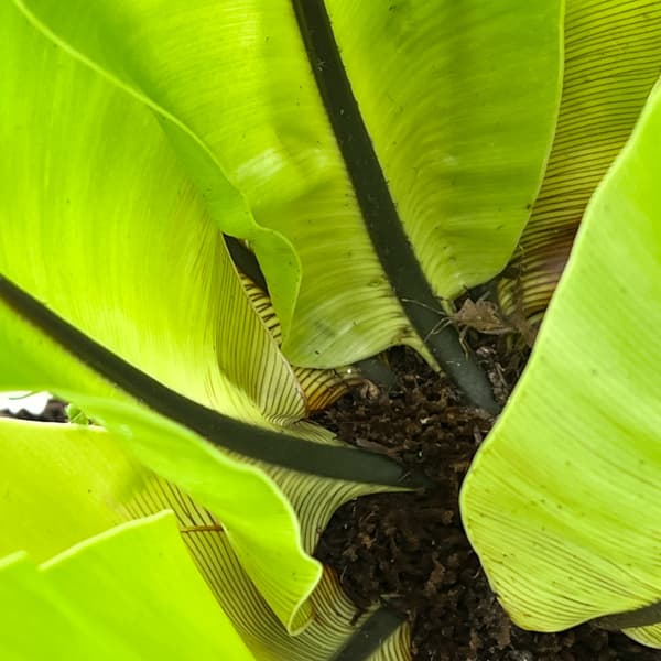 アスプレニウム:オオタニワタリ ヘゴ鉢仕立て 26-01(8号程度のサイズ)